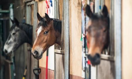 boxe pour chevaux à Caumont