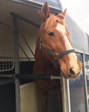 Pension pour  chevaux