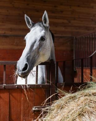 Chevaux hébergés en box