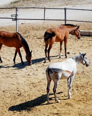 Carrière d'entrainement pour chevaux