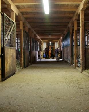 Écurie pour chevaux en pensions