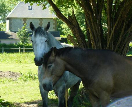 Retraite pour chevaux au pré à Caumont