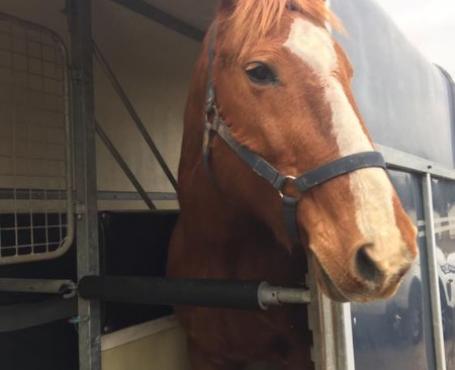 Pension pour  chevaux