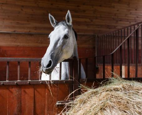 Chevaux hébergés en box