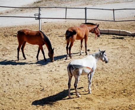 Carrière d'entrainement pour chevaux